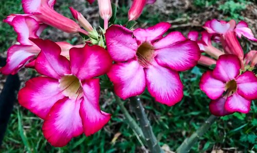 Hoje é Dia: início da primavera