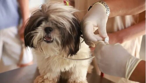 Prefeitura de Palmas faz troca de coleiras repelentes em cães no Santo Amaro e Lago Norte