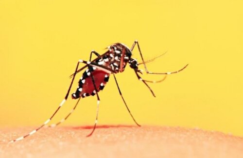 Governo do Tocantins convoca a população para participar do Dia D contra a dengue